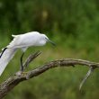 Aigrette garzette